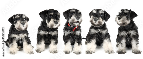 group of miniature schnauzer puppy isolated on white 