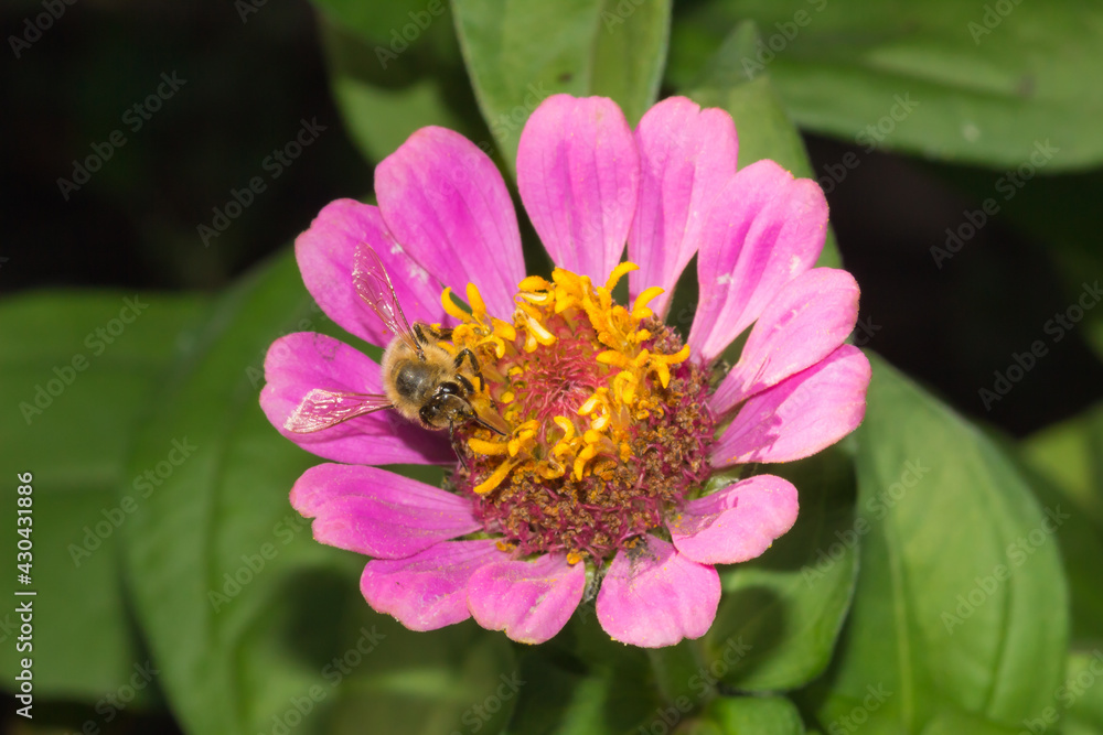 The common zinnia (lat. Zinnia elegans, syn. Zinnia violacea), of the family Asteraceae. The common zinnia (lat. Zinnia elegans, syn. Zinnia violacea), of the family Asteraceae.
