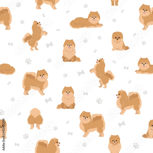 Pomeranian German spitz seamless pattern. Different poses, coat colors set.
