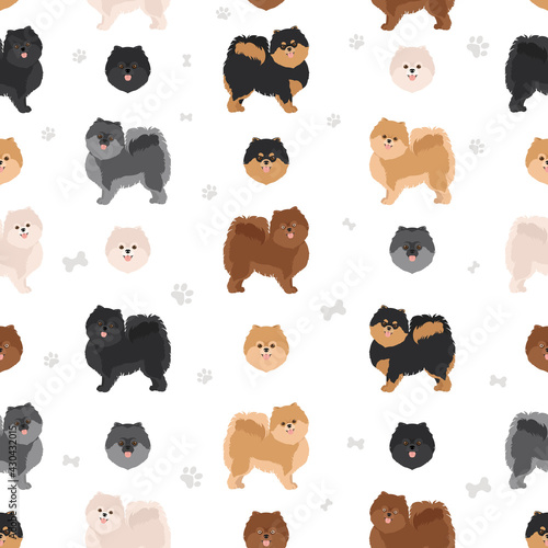Pomeranian German spitz seamless pattern. Different poses, coat colors set.