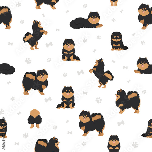 Pomeranian German spitz seamless pattern. Different poses, coat colors set.