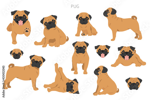 Pug clipart. Different poses, coat colors set
