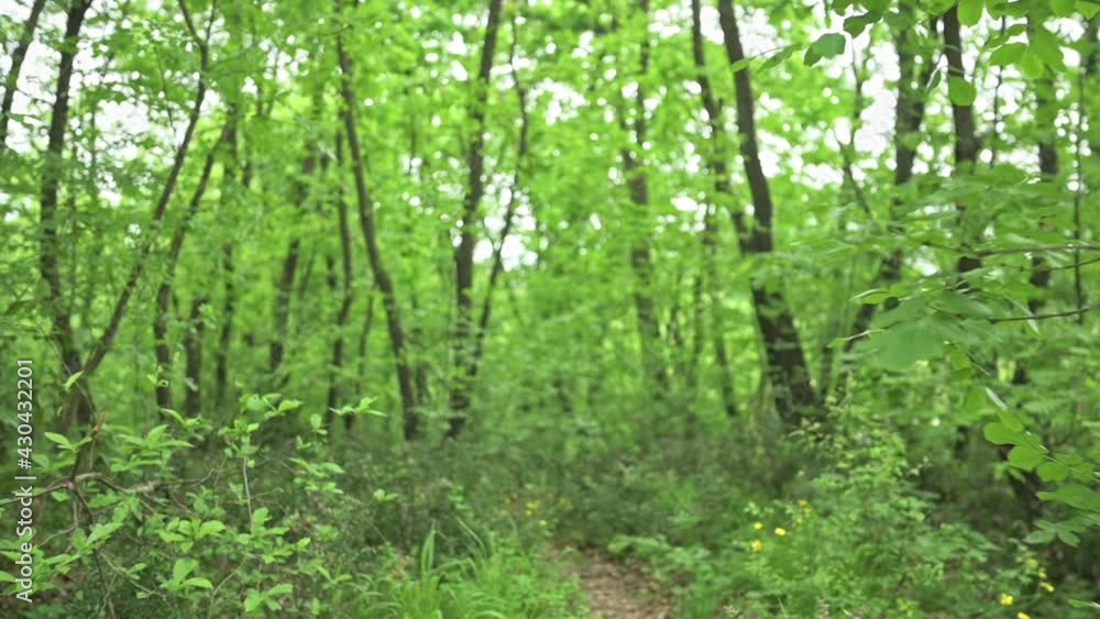 Slow motion video of a beautiful forest with lush vegetation, green oak tree leaves, branches and tree crowns. Walking on a trail, outdoor activity. Slow motion video of a beautiful forest with lush vegetation, green oak tree leaves, branches and tree crowns. Walking on a trail, outdoor activity.