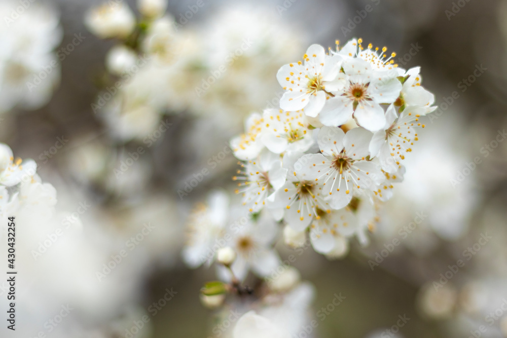 Plum tree in bloom. White blossom close up. Shallow depth of field, blurred background.