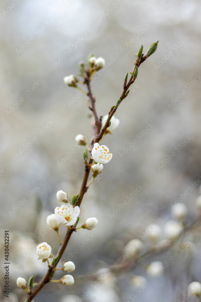 Fruit tree branch in white bloom. Plum blossom in springtime. Shallow depth of field, blurred background. Fruit tree branch in white bloom. Plum blossom in springtime. Shallow depth of field, blurred background.