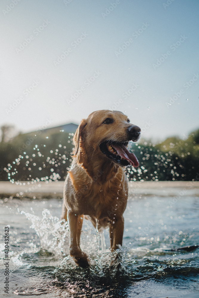 Labrador Labrador