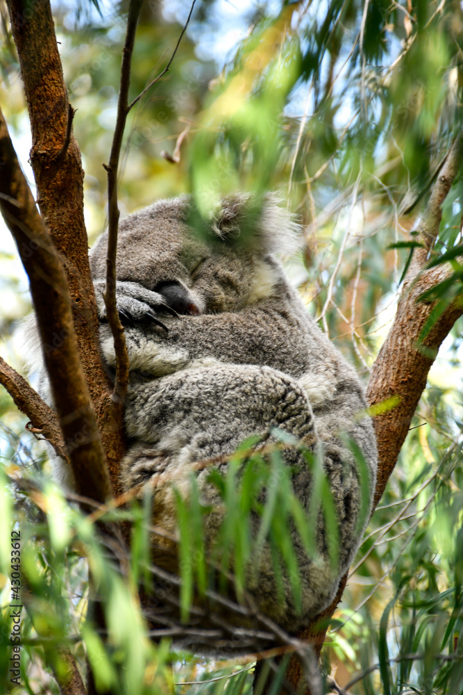 Obraz premium Koala sleeping on a tree