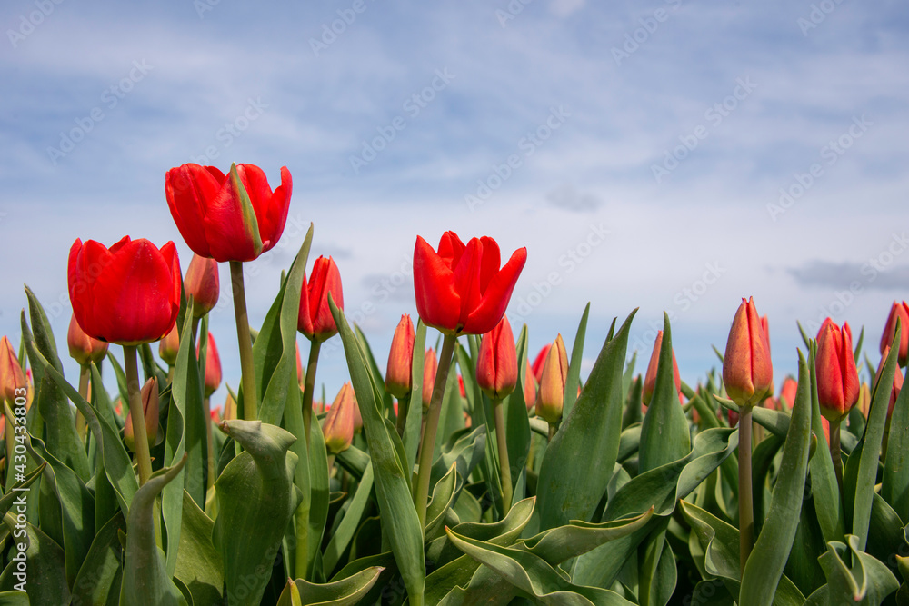Ant eye view of Red Tulip with blue sky background Ant eye view of Red Tulip with blue sky background