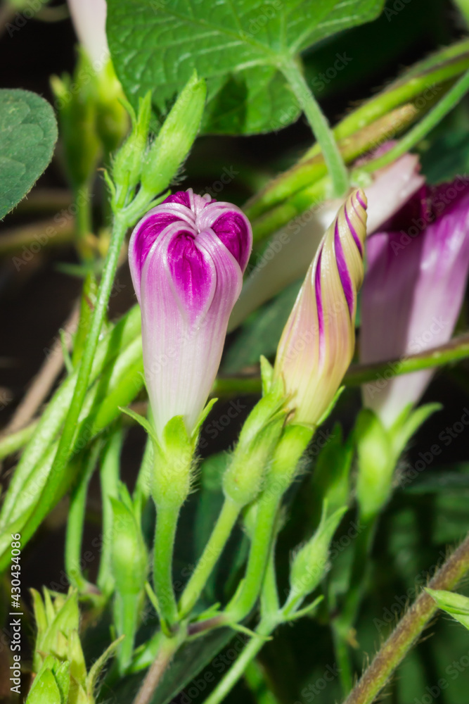 The common morning glory (lat. Ipomoea purpurea), of the family Convolvulaceae.