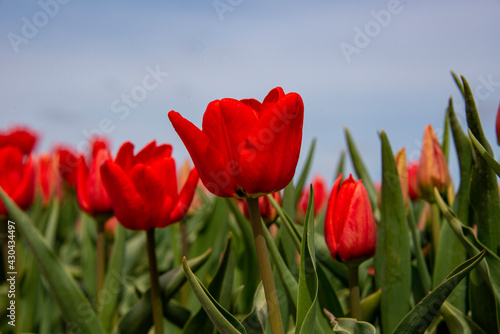 Ant eye view of Red Tulip with blue sky background