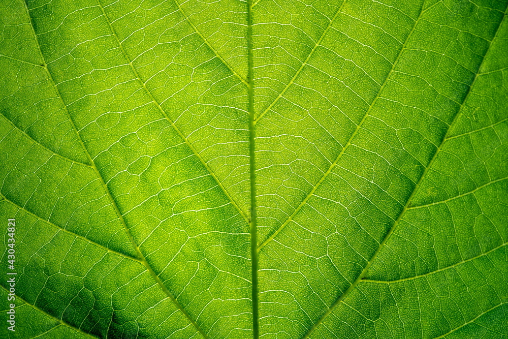 Close up leaf texture. Eco background Close up leaf texture. Eco background