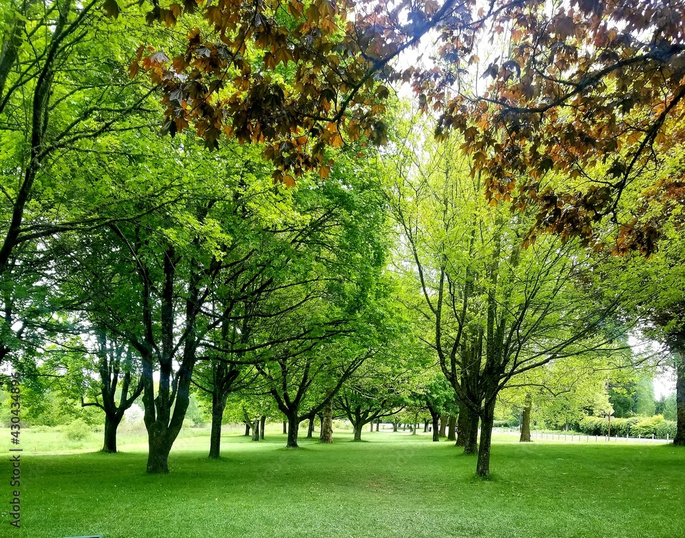 trees in the park