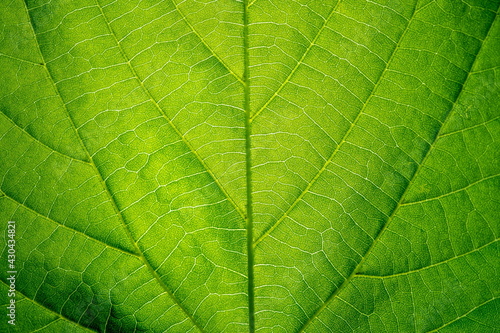 Close up leaf texture. Eco background