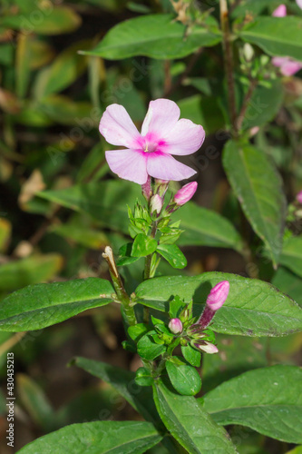 The phlox  of the family Polemoniaceae.