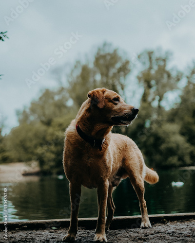 Dog in the forest