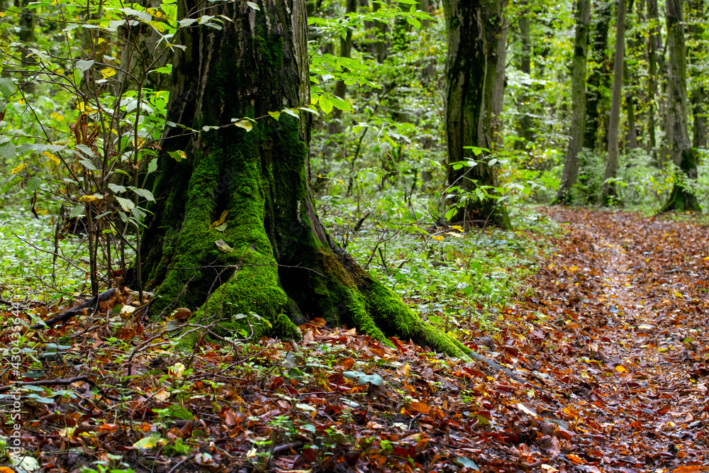 Obraz premium Dense autumn forest with moss-covered trees and a road with fallen leaves