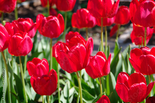 Spring flowers tulips of bright red color.