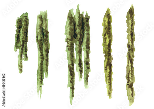 Hanging moss of tropisl or jungle. Watercolor hand drawn illustration, isolated on white background