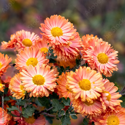 Orange chrysanthemums in the garden on a blurred background