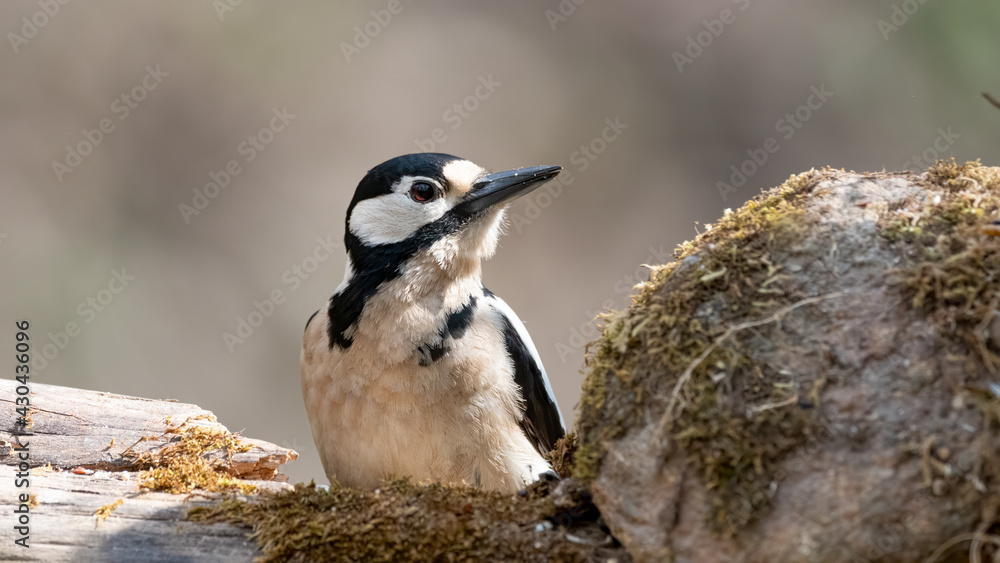 bird, natur, specht, wild lebende tiere, tier, baum, ast, wild, grossartig, bird, natur, specht, wild lebende tiere, tier, baum, ast, wild, grossartig,