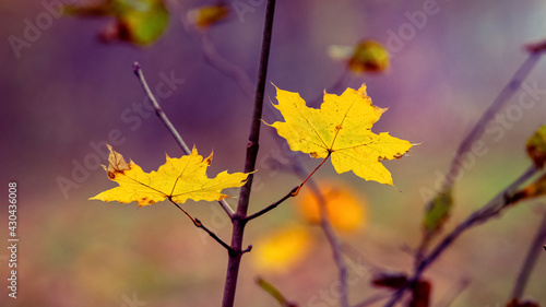 Branch with yellow maple leaves in the forest on a colorful background