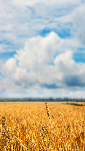 Wheat field with ripe spikelets and picturesque sky with white curly clouds