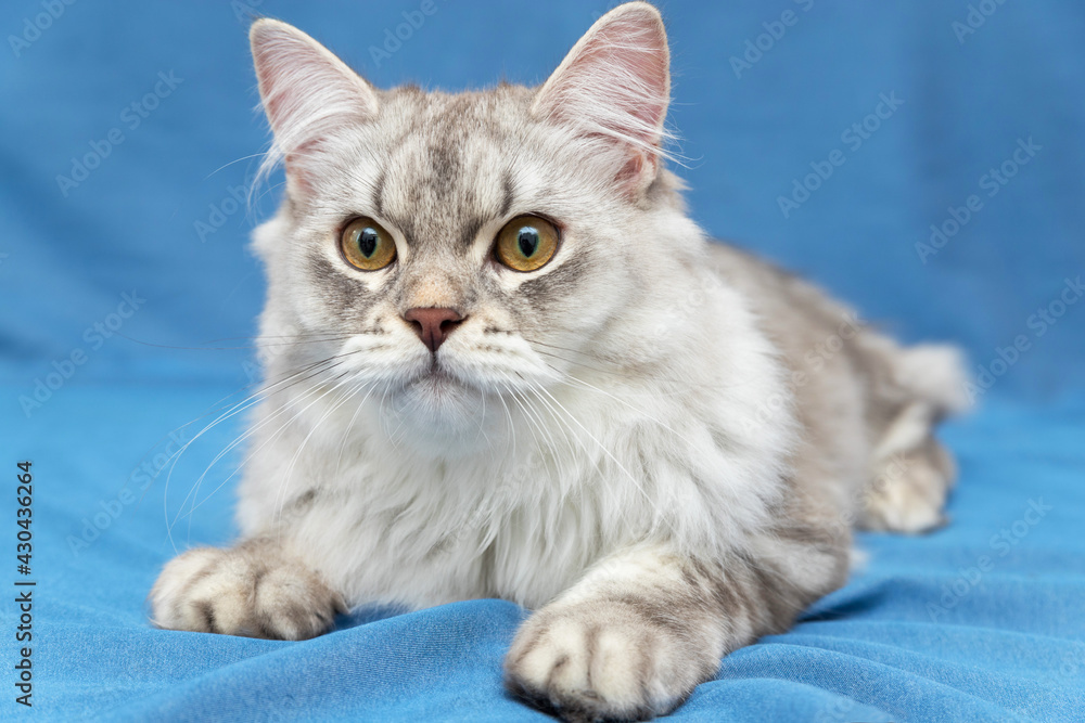 Very beautiful, white and gray kitten of the Scottish breed with brown eyes. He's lying on a blue background, looking at you. Wallpaper, postcard, calendar, puzzle, notepad. Soft focus.