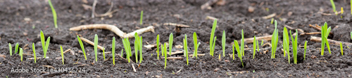 Panorama of a row of sprouted grains of barley or wheat, green leaves on a background of black soil. Agriculture for growing cereals.