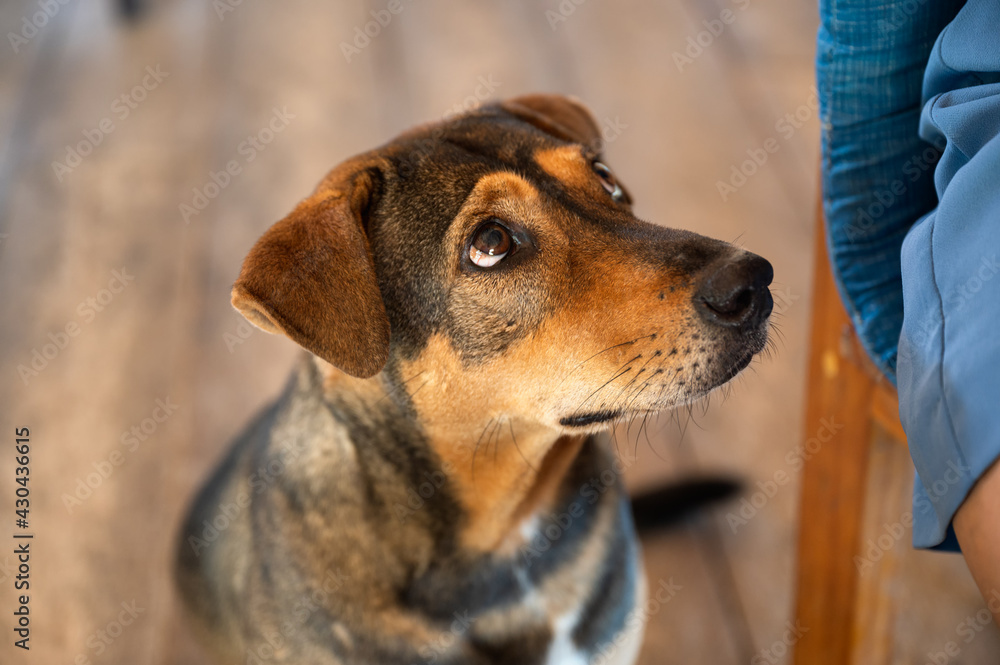 Brown stray dog sitting and looking the food pleading Brown stray dog sitting and looking the food pleading
