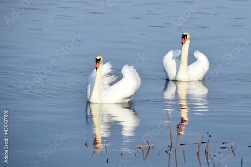 Swans