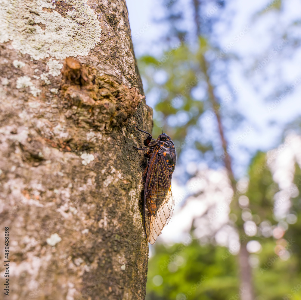 Obraz premium Cicada stayed on tree background