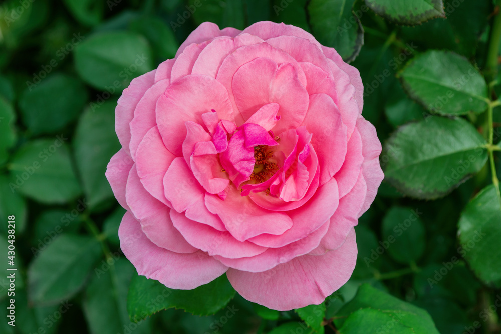Floral garden. Light-pink Rose on green leaves background, close up. Soft selective focus. Floral garden. Light-pink Rose on green leaves background, close up. Soft selective focus.