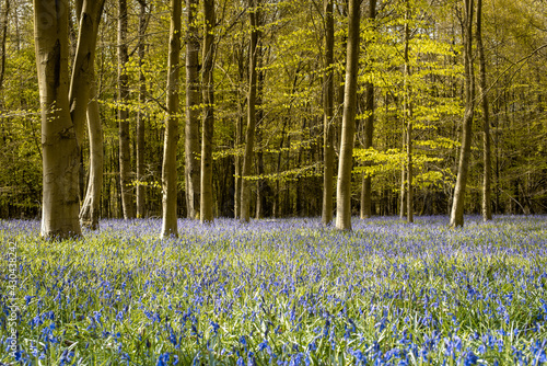 English forest in spring with bluebells flowers, Chiltern Hills, Buckinghamshire, UK	 photo