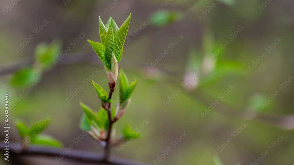 green sprouts in close-up