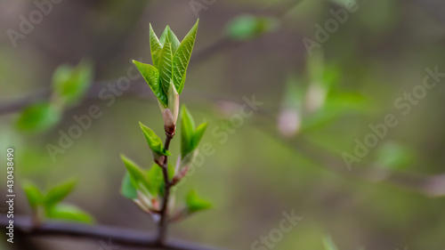 green sprouts in close-up