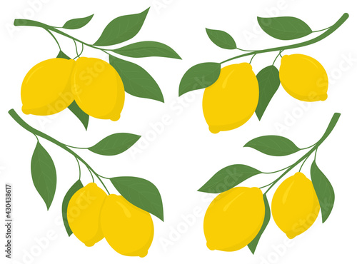 Set yellow lemons on a branch. Lemon is a sour fruit high in vitamin C. Vector illustration