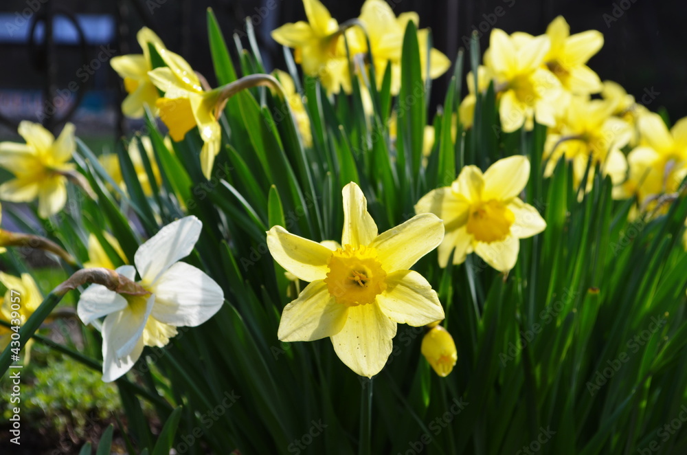 Yellow narcissus flower in the meadow. Yellow flower illuminated by the sun with the background out of focus. Yellow narcissus flower in the meadow. Yellow flower illuminated by the sun with the background out of focus.