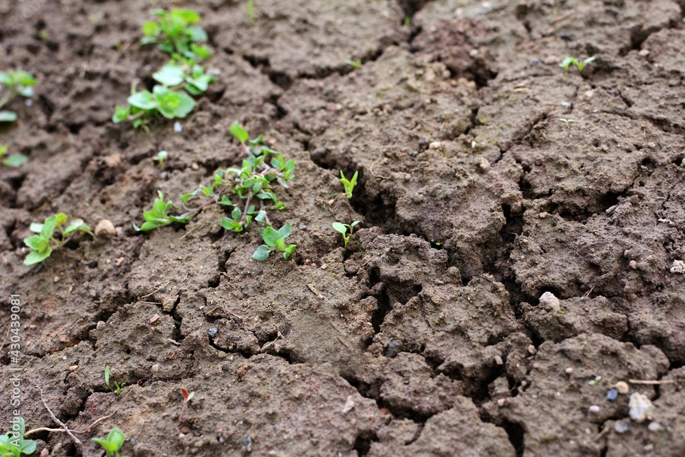 Brown dried cracked soil background. Brown dried cracked soil background.