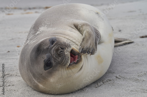 Southern Elephant Seal pup (Mirounga leonina) on the coast of Sea Lion Island in the Falkland Islands.