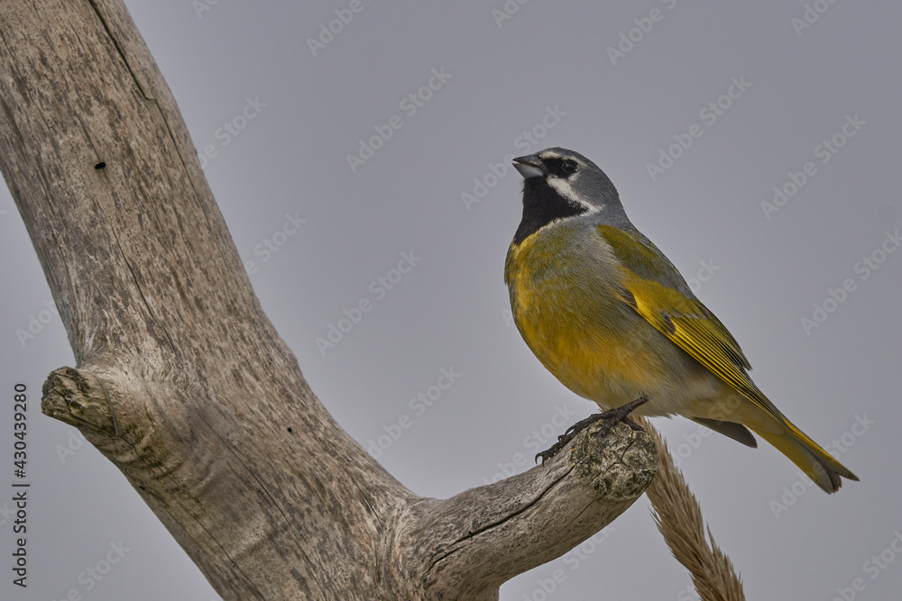 Obraz premium Black-throated Finch (Melanodera melanodera melanodera) on a dead branch on Sea Lion Island in the Falkland Islands.