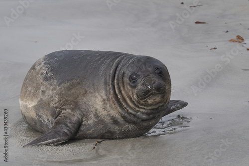 Southern Elephant Seal pup (Mirounga leonina) on the coast of Sea Lion Island in the Falkland Islands.
