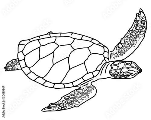 Line turtle isolated on white background