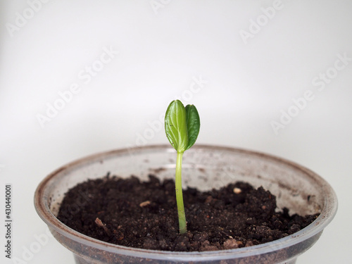 A small green sprout with two leaves grows in a round plastic container. Seedlings of cucumbers.