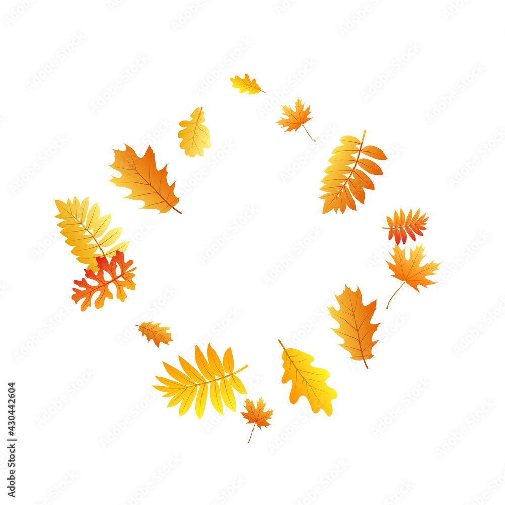 Oak, maple, wild ash rowan leaves vector, autumn foliage on white background. Oak, maple, wild ash rowan leaves vector, autumn foliage on white background.