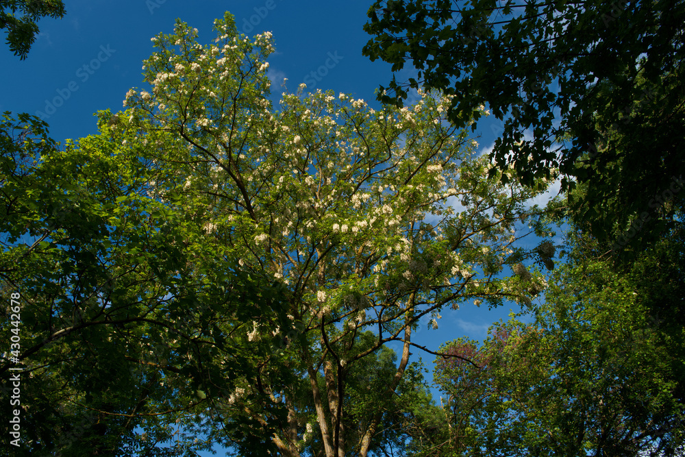 Obraz premium drzewa rośliny park flora wiosna zieleń