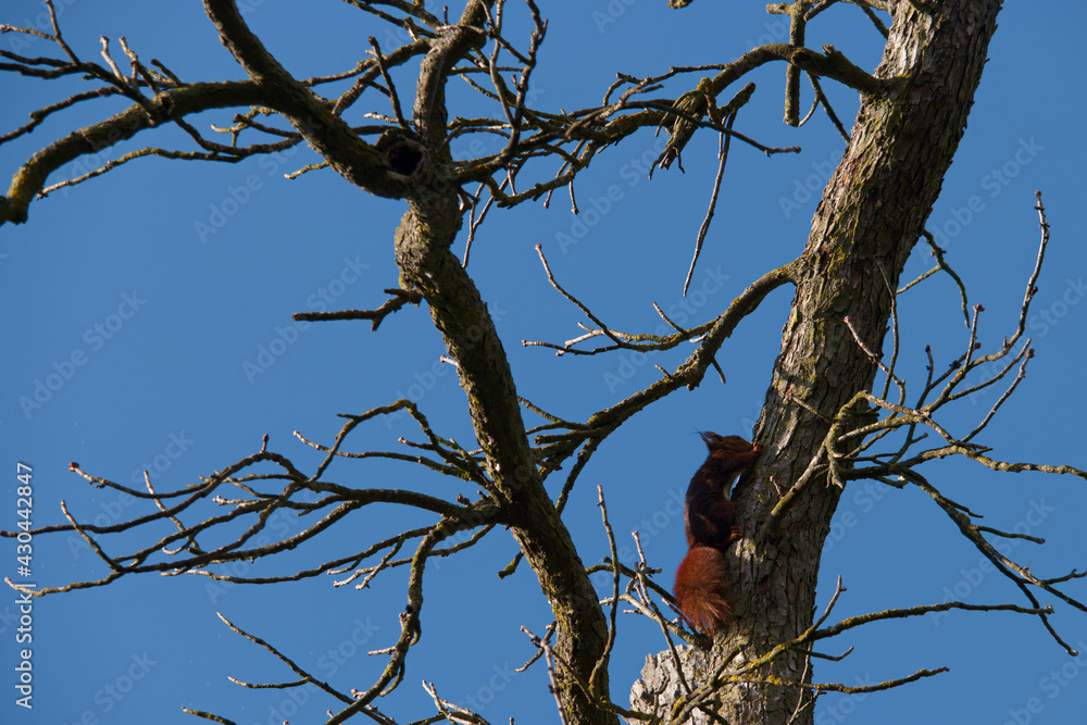 zwierze wiewiórka ruda fauna dzika park drzewo zwierze wiewiórka ruda fauna dzika park drzewo