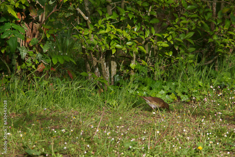 ptak zwierze mały fauna park natura ptak zwierze mały fauna park natura