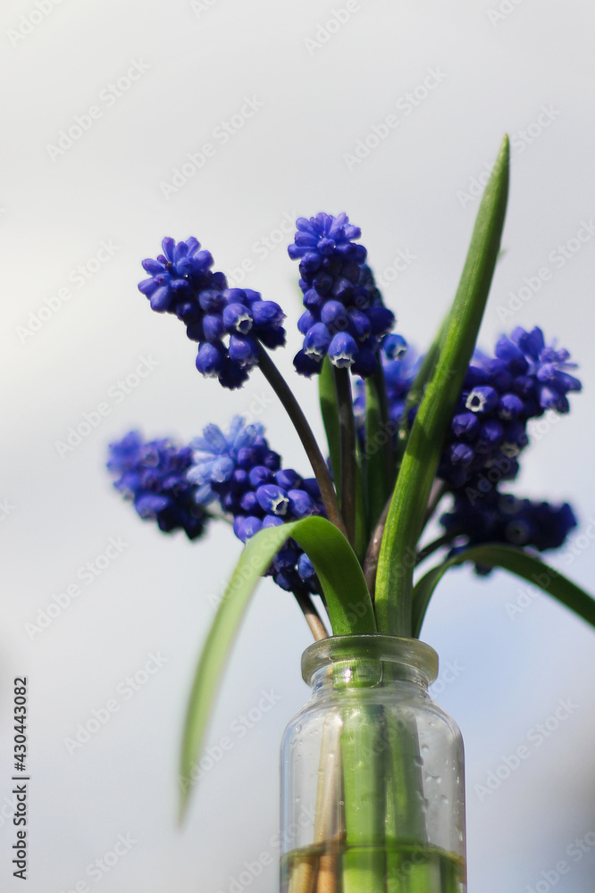 Fototapeta premium a miniature bouquet of bright blue muscari. Spring mood. the first flowers in spring