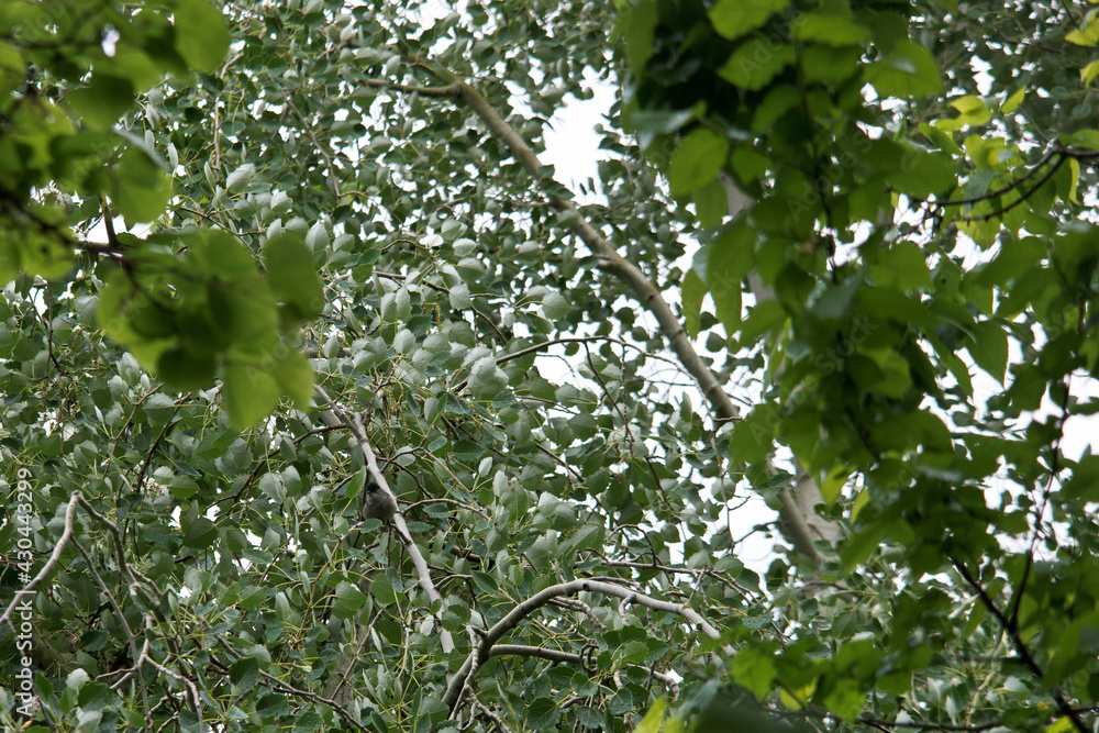 Fototapeta premium ptak zwierze mały fauna park natura