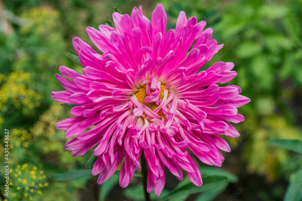 Fototapeta premium Floral garden. Pink flower aster in flower bed, close up. Selective focus, soft blurry background.